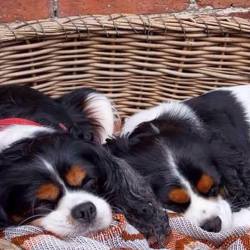 12992832_1134885686555533_1871109432_n