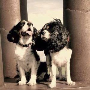 13020512_1134885639888871_2003050333_n