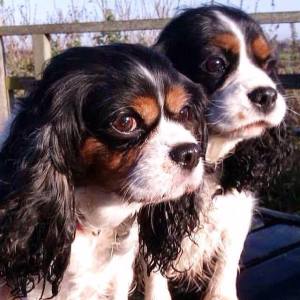 13022464_1134885669888868_527535738_n