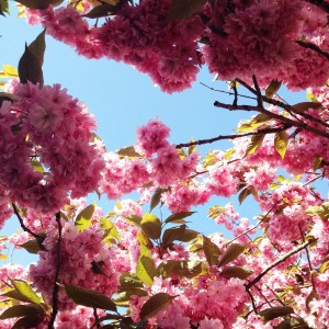 The beautiful pink blossoms in Esther's garden.