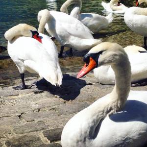 14303913_1240195862691181_407566631_o