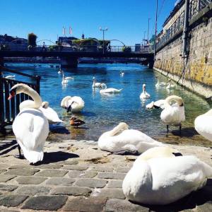 14303954_1240195922691175_516892243_o